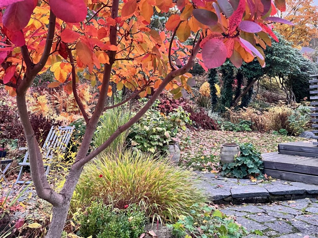 Perukbuske i höstfärger Känn trädgården Askim