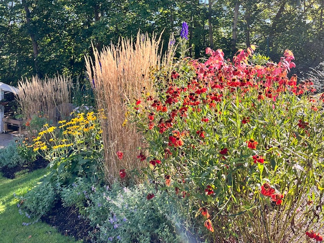 Sensommarablommande perennarabatt med solbrud och tuvrör_Känn trädgården i Göteborg
