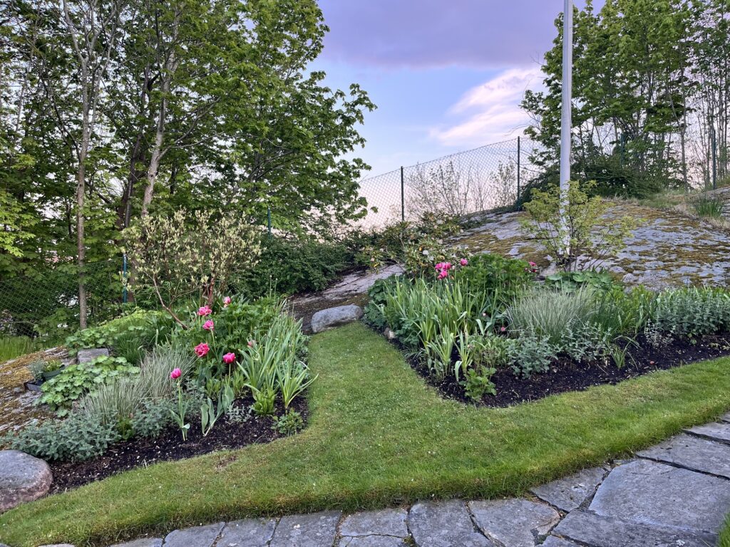 No-dig perennrabatt under maj, när tulpanerna blommar