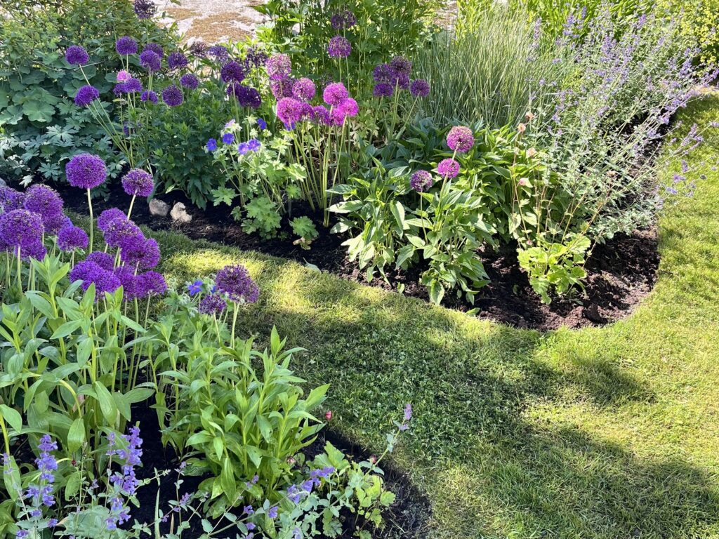 No-dig perennrabatt i juni med allium, nepeta och näva.