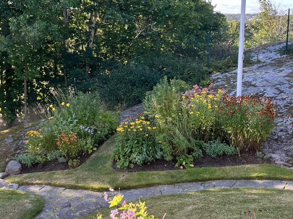 No-dig perennrabatt i högsommarflor med praktperenner i varma gula och orange nyanser.