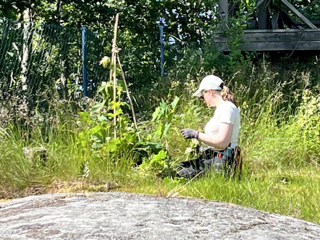 Sara bygger ett wildlife tower under sin praktik hos Känn trädgården i Göteborg