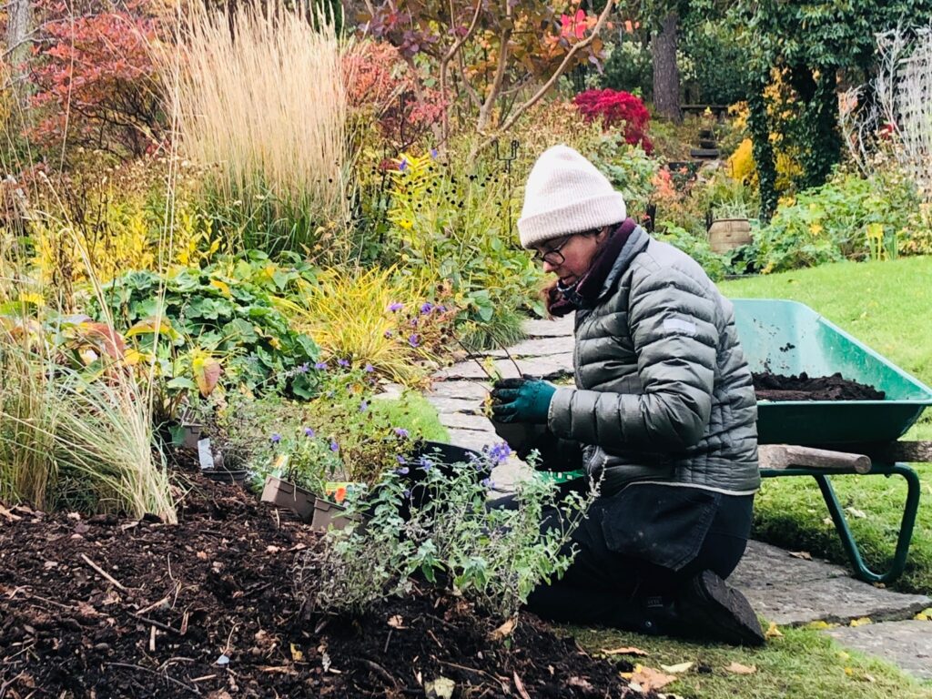 Johanna anlägger en no-dig rabatt helt från början till färdig plantering under sin praktik hos Känn trädgården.